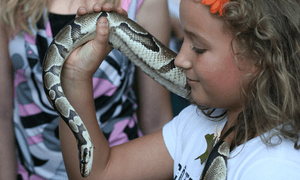 Ein Mädchen mit braunen Locken und einer roten Blume im Haar hält eine Schlange.