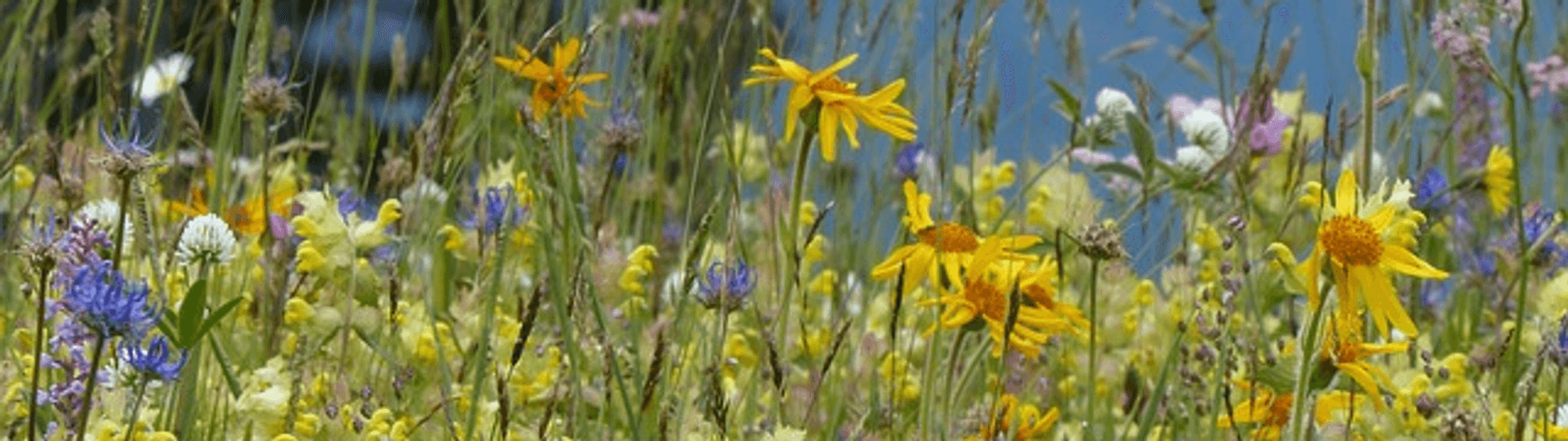 Blühende Blumenwiese